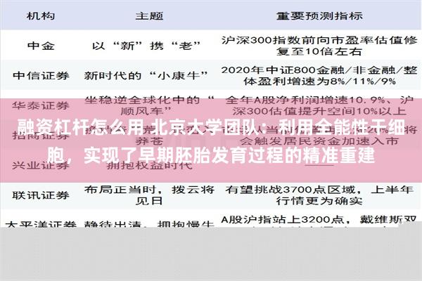 融资杠杆怎么用 北京大学团队：利用全能性干细胞，实现了早期胚胎发育过程的精准重建