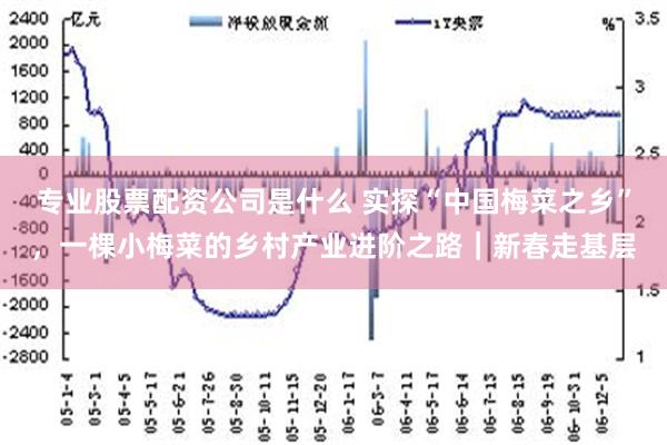 专业股票配资公司是什么 实探“中国梅菜之乡”，一棵小梅菜的乡村产业进阶之路｜新春走基层